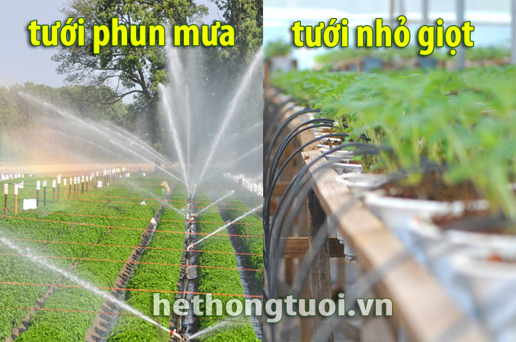 Nên chọn hình thức tưới phun mưa hay tưới nhỏ giọt?