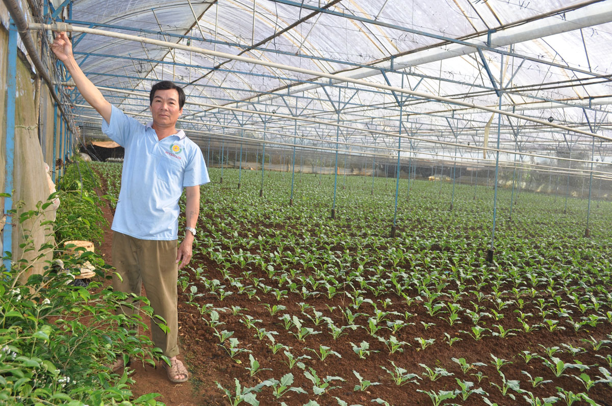 Hệ thống tưới tự động trong nhà kính