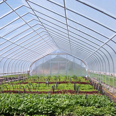 Dự án trồng rau sạch trong nhà kính nhà lưới