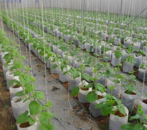 Nhà kính trồng dưa lưới_1