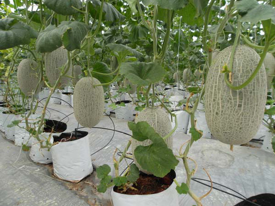 Nhà kính trồng dưa lưới_2