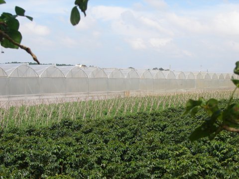 Vật tư nhà kính nông nghiệp 2