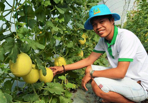 Nhà kính trồng dưa lưới ở Cần Thơ